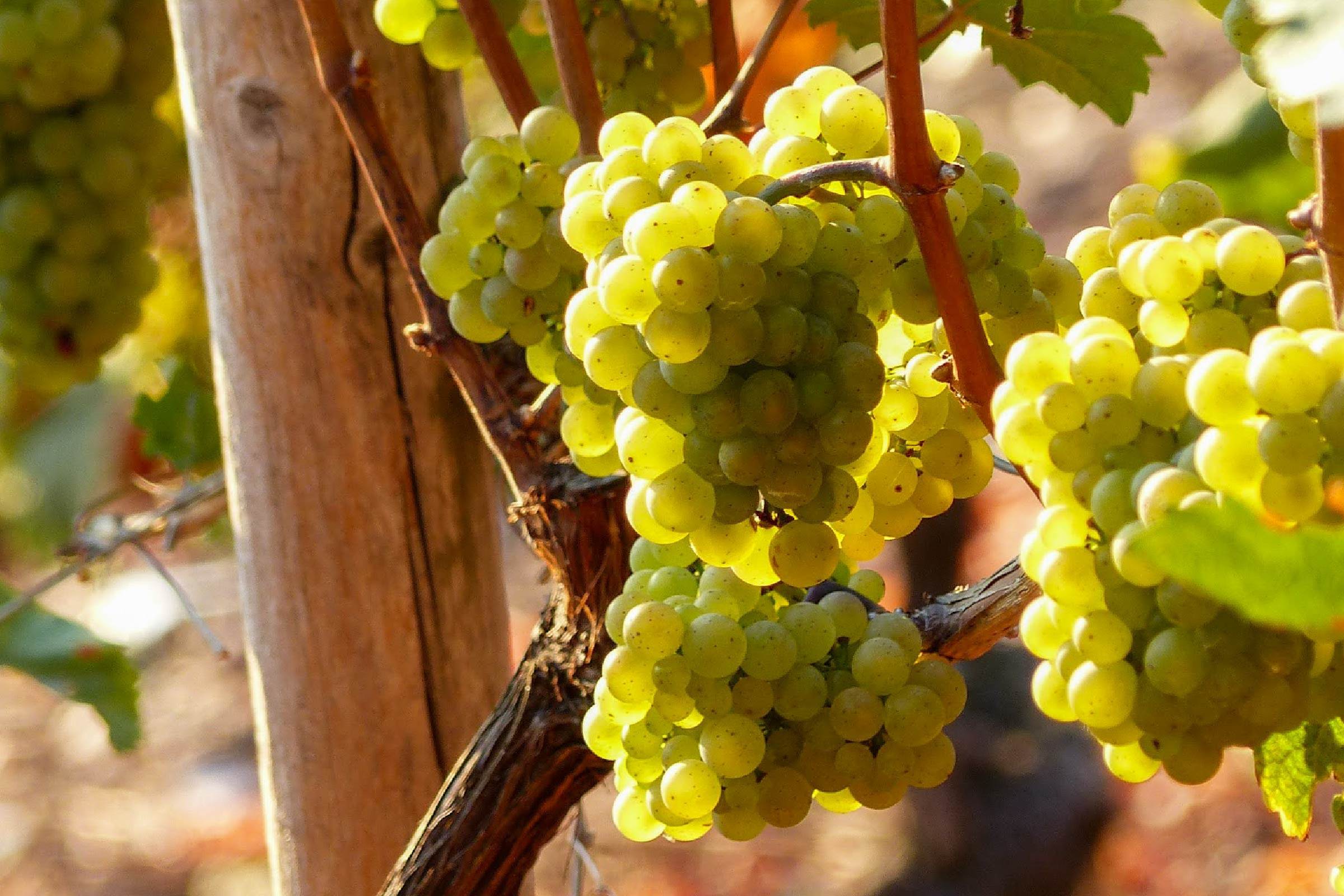 Grape skins and winemaking how important are they? Kiss of Wine